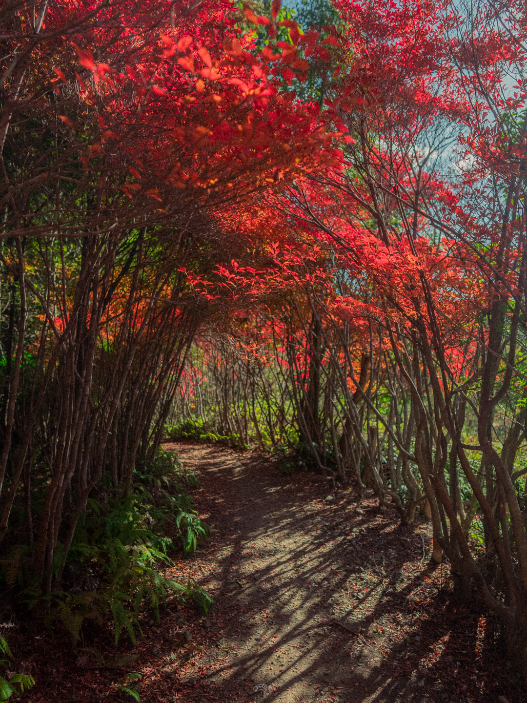 丸山公園