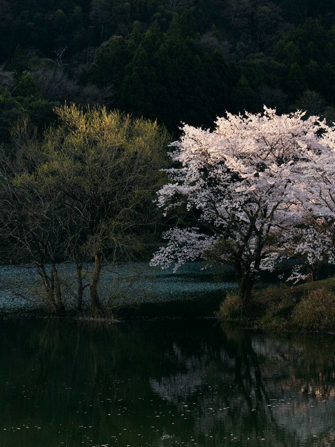 さくらの里公園