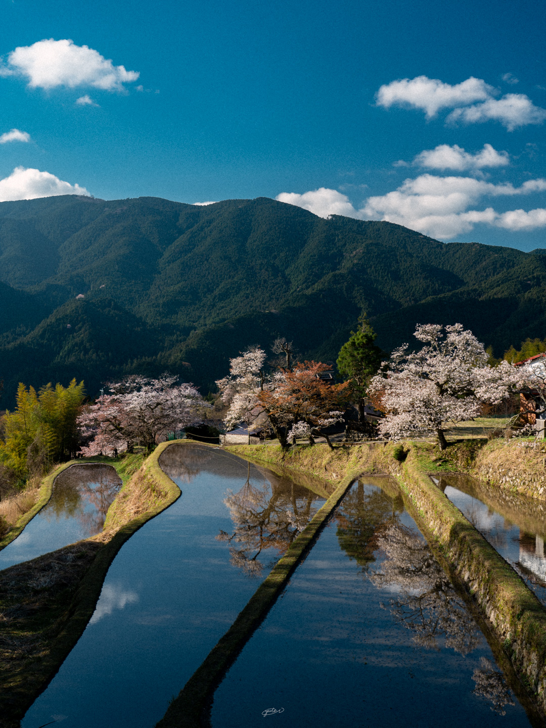 三多気の桜